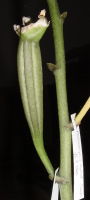 3 Monate alte Kapsel einer Phalaenopsis