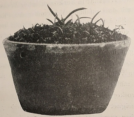 Pot with 9 month old seedlings of Vanda suavis x Vanda teres (Burgeff 1911)