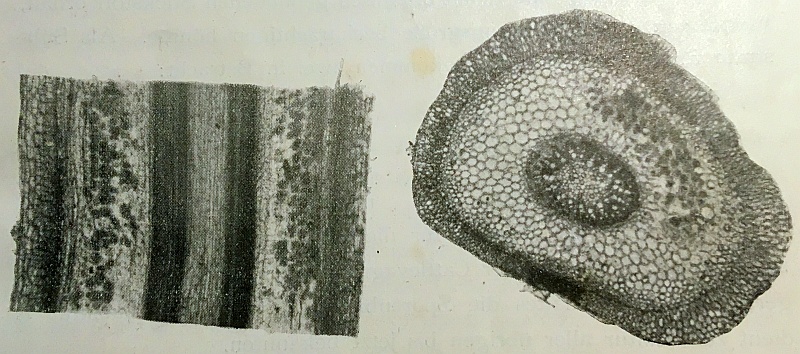 Longitudinal and cross section through symbiosis fungus inhabited root of an Oncidium (Burgeff 1911)