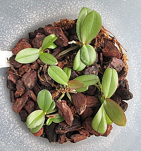 seedlings in community pot