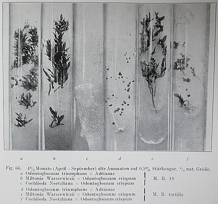 symbiotische Aussaat in vitro 