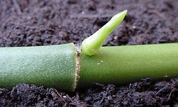 Phaius tankervilleae node further 4 weeks later