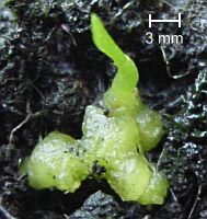 Cyrtopodium punctatum Protokorm mit Blattanlage