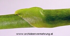 Phalaenopsis Blütenstielstück (Nodie) mit Hüllblatt