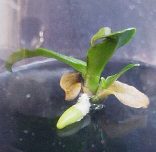 Phalaenopsis equestris Jungpflanze aus Nodie